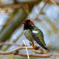 Anna's Hummingbird.jpg