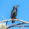 European Starling
