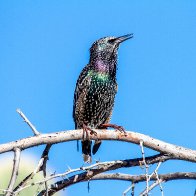 European Starling.jpg