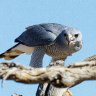 Gray Hawk