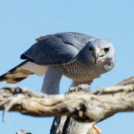 Gray Hawk.jpg