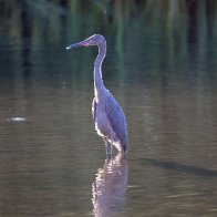 Great Blue Heron.jpg
