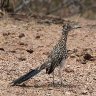 Greater Roadrunner