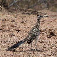 Greater Roadrunner.jpg