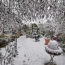 Snow on the front yard