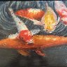Koi 