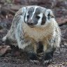 Badger