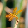 Golden Dragonfly