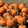Gourdgeous Pumpkins 