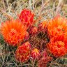 Cactus Blooms