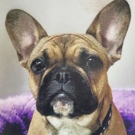 Trixie-1.jpg
