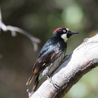 Acorn Woodpecker.jpg