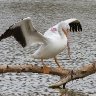 American White Pelican