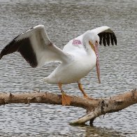 American White Pelican.jpg