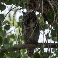 Halloween Owl.jpg