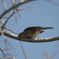 Sleeping Bird.jpg