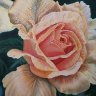 Peach Rose