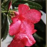 Raindrops on Red Adeniums