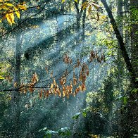 Another Forest Magic.jpg