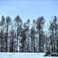 Recovering From The Glaze Ice 11 Years Ago.jpg