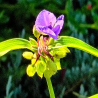 Spider Lily.jpg