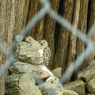 Until The Snow Falls...I Am A Rock.jpg