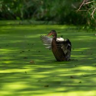 mallard.jpg