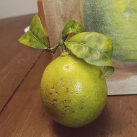 Lime Photo.jpg