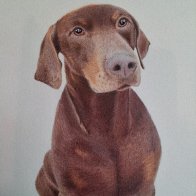 Doberman drawing.jpg