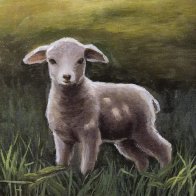 lamb.JPG