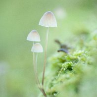 mycena.jpg