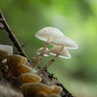 porcelain fungus.jpg
