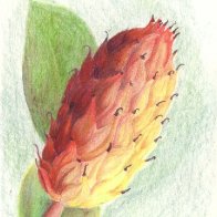 Magnolia.jpg