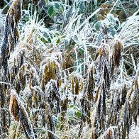 Frost-rimmed.jpg