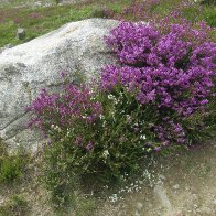 Heather and rock.JPG