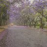 Jacaranda streetscene in the rain.