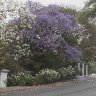 White and Purple Jacaranda trees in the rain. 