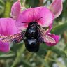 Xylocopa violacea/Große blaue Holzbiene/violet carpenter bee