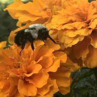 Bee on flower.jpg