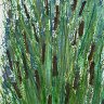 Cattails
