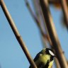 Blue tit
