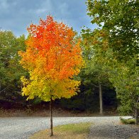 IMG_9800_framed (3).jpg