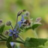 Bees love borage