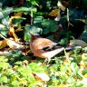 Tree chaffinch