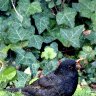 Female blackbird