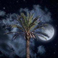 Moon lit palm.jpg