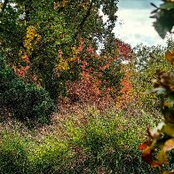 Arboretum In October.jpg