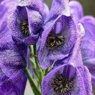 Monkshood.jpg