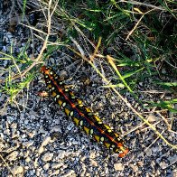 The Spurge Hawk-Moth Caterpillar.jpg