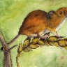 Harvest Mouse
